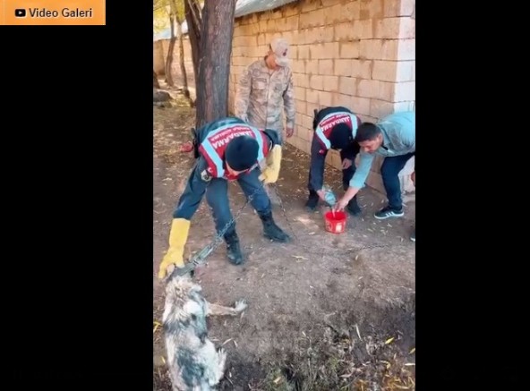 Bağlı Tutulan Kurt Kurtarıldı, Sorumluya 81 Bin TL Ceza!