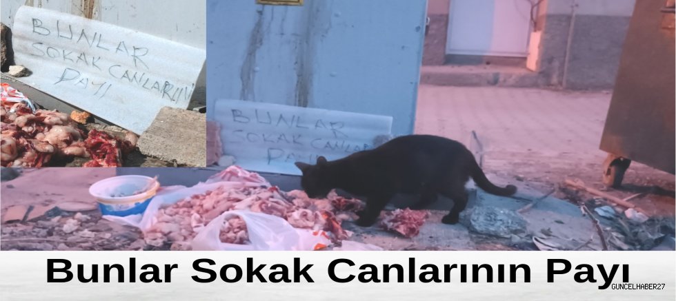 Bunlar sokak canlarının payı