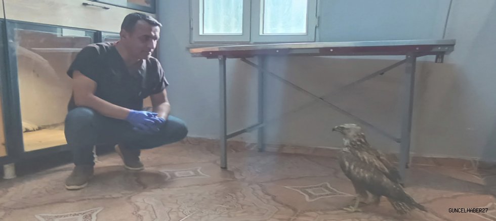 Gaziantep'te ölmek üzere bulunan kızıl şahine veteriner sahip çıktı
