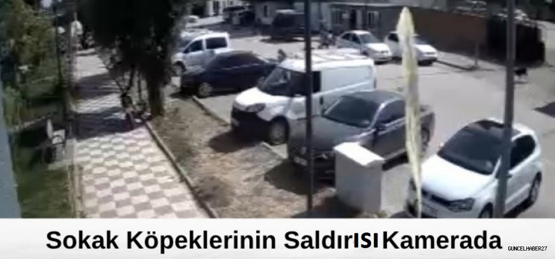 Gaziantep’te sokak köpeklerinin çocuklara saldırısı  kamerada