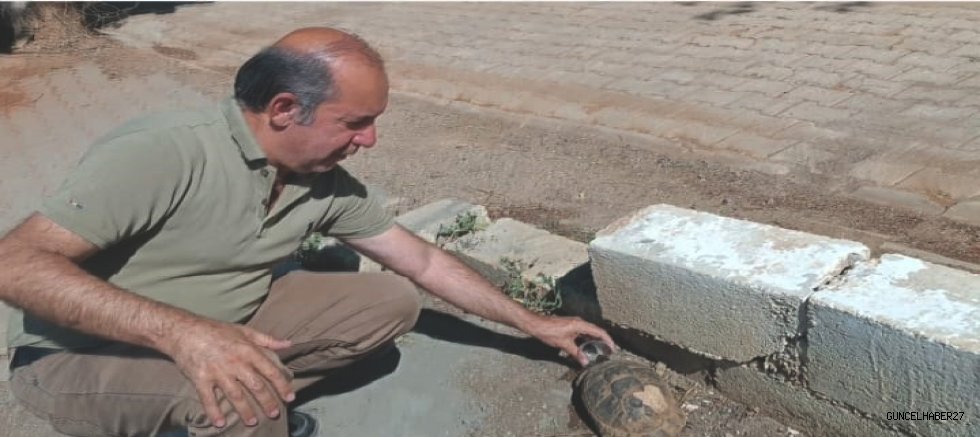 Kaplumbağaya pet bardakla su içirdi 