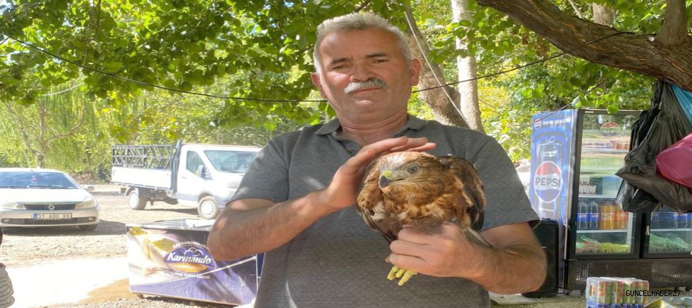 Sıcakta bitkin düşen kızıl şahine sahip çıktı