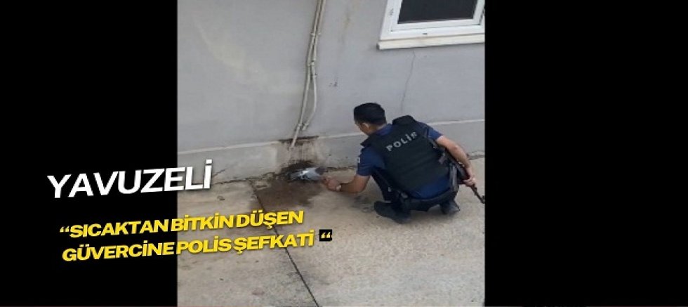 Sıcaktan bitkin düşen güvercine polis şefkati