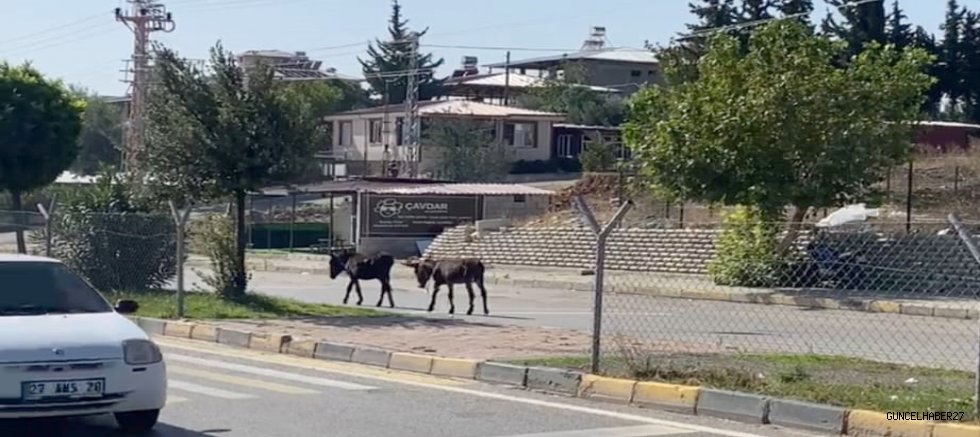 Trafikte ilerleyen eşekler zor anlar yaşattı