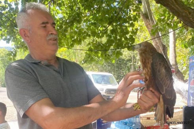 Sıcakta bitkin düşen kızıl şahine sahip çıktı