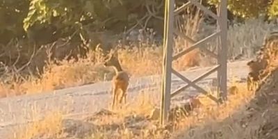 Amanoslardan mahalleye inen ceylan kamerada!