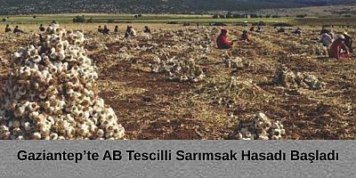 Gaziantep’in AB tescilli sarımsağın hasadı başladı