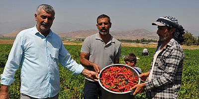 Gaziantep’te ‘Kırmızı Altın’ Hasadı Başladı 