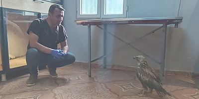 Gaziantep'te ölmek üzere bulunan kızıl şahine veteriner sahip çıktı