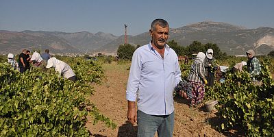 Gaziantep'te Sofralık Üzüm Hasadı Başladı 