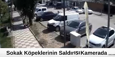 Gaziantep’te sokak köpeklerinin çocuklara saldırısı  kamerada