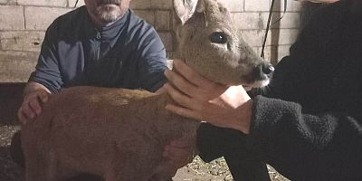 Gaziantep'te sokak köpeklerinin saldırdığı karaca koruma altında 