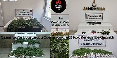 Gaziantep’te Uyuşturucu Operasyonu: 403 Kök Kenevir Ele Geçirildi