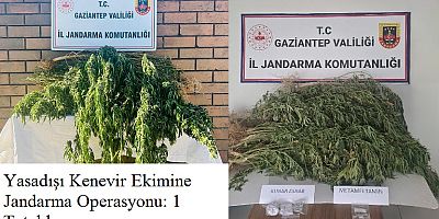 Yasadışı Kenevir Ekimine Jandarma Operasyonu: 1 Tutuklama