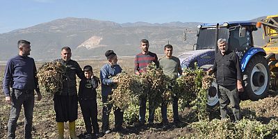 Gaziantep'te Yerfıstığında Hasat Zamanı 