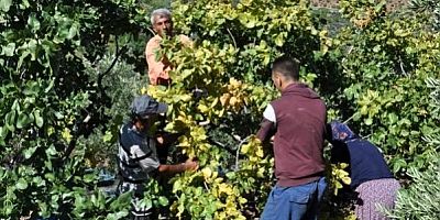 Gaziantep’te 'Yeşil Altın’da hasat başladı