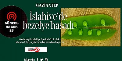 İslahiye Ovasında bezelye hasadı başladı