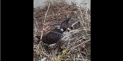 İstanbul’da Kaçak Yaban Hayvanı Operasyonu: 2 Gökdoğan Kurtarıldı