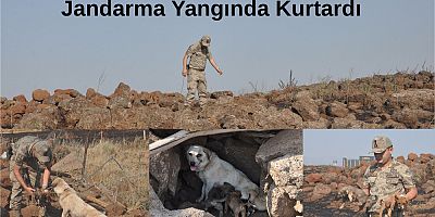 Jandarma, yangında yavru köpekleri kurtardı 