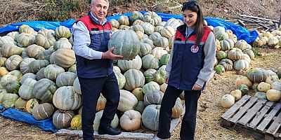 Kadın Çiftçi, Bal Kabağı Yetiştiriyor