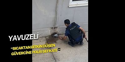 Sıcaktan bitkin düşen güvercine polis şefkati