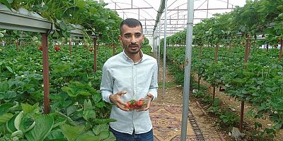 Topraksız tarımla yılda 24 ton çilek üretmeyi hedefliyor