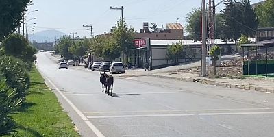 Trafikte ilerleyen eşekler zor anlar yaşattı