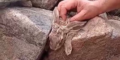 Yaban tavşanına elleriyle su içirdi