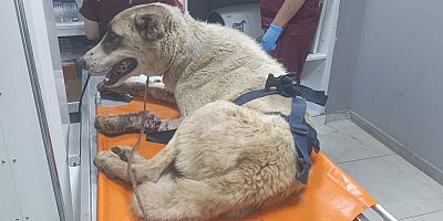Yaralı sokak köpeği tedaviye alındı
