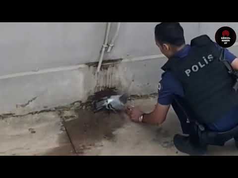 Sıcaktan bitkin düşen güvercine polis şefkati