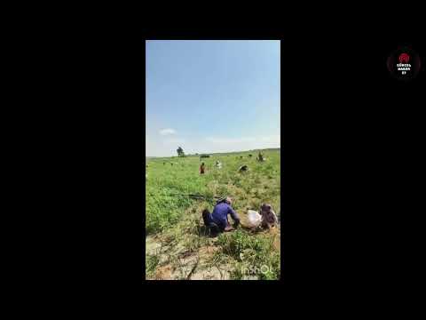 Hatay’da üretici ortaklar 150 dönüm soğan tarlasını vatandaşa açtı!