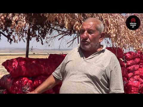 Tarlasında ürettiği soğanı yol kenarında kurduğu tezgahta satıyor