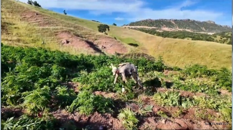 7 milyon 543 bin 818 kök kenevir ve skunk ele geçirildi!