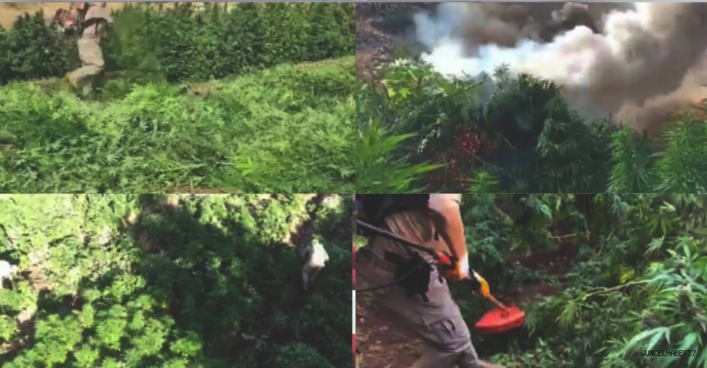 Diyarbakır’da 3 Milyon 476 Bin Kök Kenevir ve Skunk Ele Geçirildi!