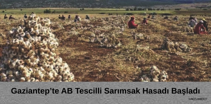 Gaziantep’in AB tescilli sarımsağın hasadı başladı