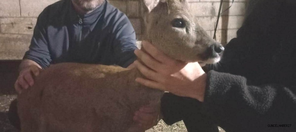 Gaziantep’te sokak köpeklerinin saldırdığı karaca koruma altında