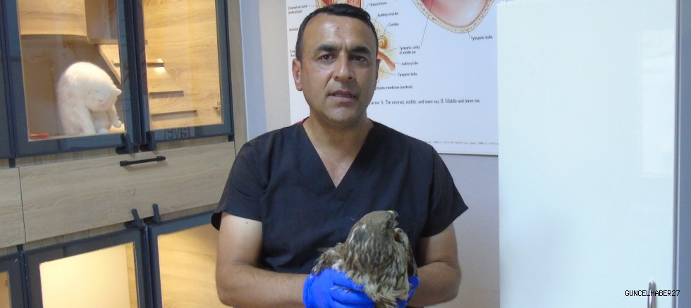 İki ayağı ve bir kanadı ampute edilen şahin’e veteriner hekim sahip çıktı!