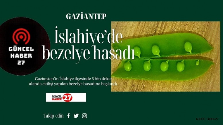 İslahiye Ovasında bezelye hasadı başladı