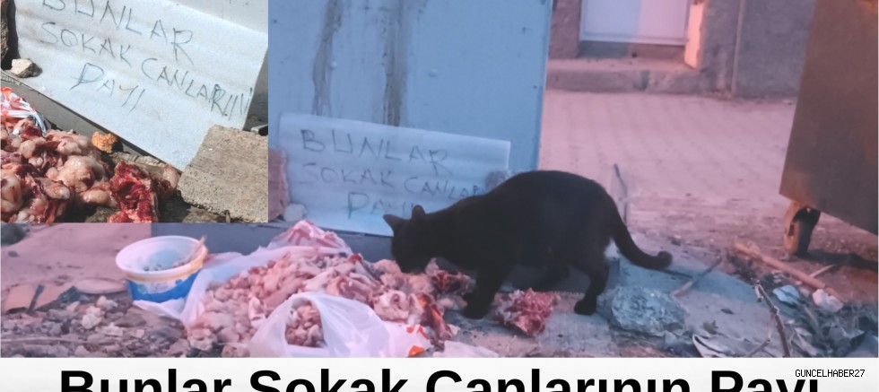 Bunlar sokak canlarının payı