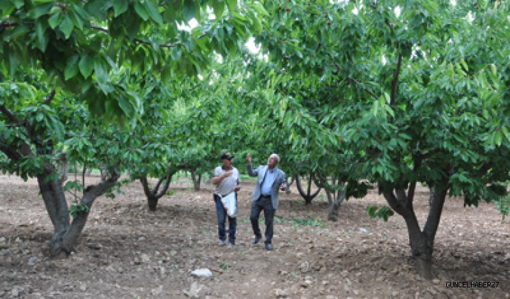 Gaziantep’te dondan etkilenen kirazın hasadı başladı