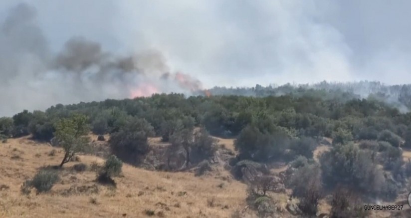 Gaziantep’te orman yangını