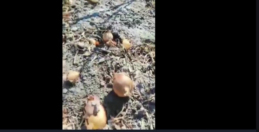 Hatay’da üretici ortaklar 150 dönüm soğan tarlasını vatandaşa açtı!