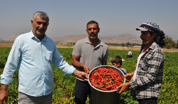 Gaziantep’te ‘Kırmızı Altın’ Hasadı Başladı