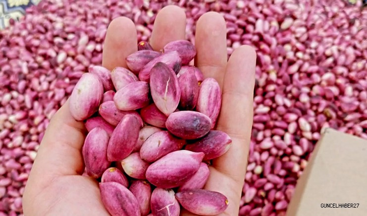 Antep Fıstığı ve Üzüm’e Zirai don desteği