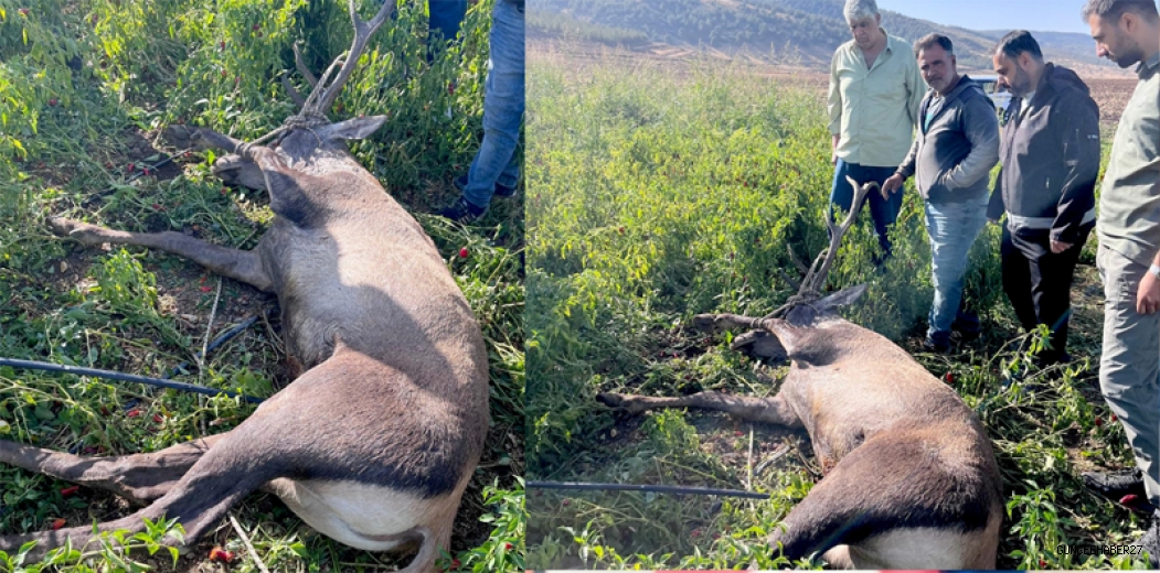 Biber Tarlasında Mahsur Kalan Geyik Kurtarıldı