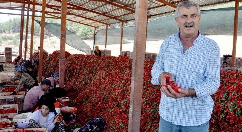 Gaziantep’te Mevsimlik İşçilerin Acı Mesaisi
