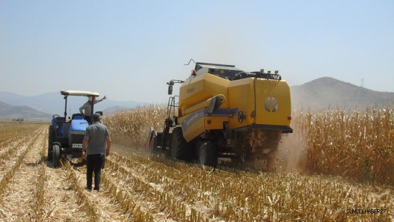 Gaziantep’te mısır hasadı başladı