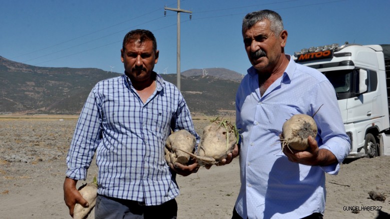Gaziantep’te  Şeker Pancarı Hasadı Başladı