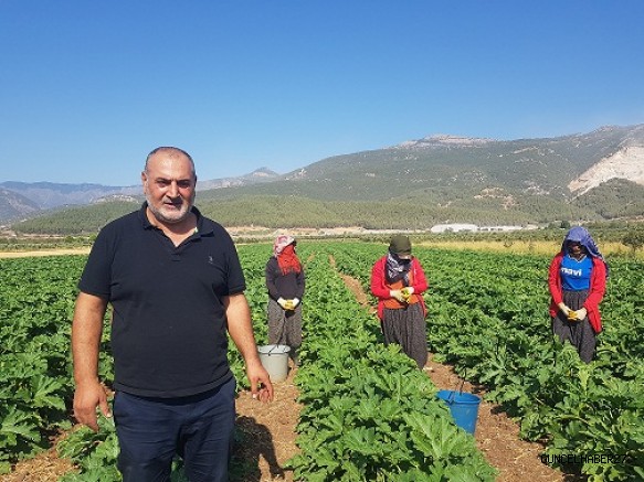 İlk defa yetiştirilen kabak Almanya’ya ihraç ediliyor
