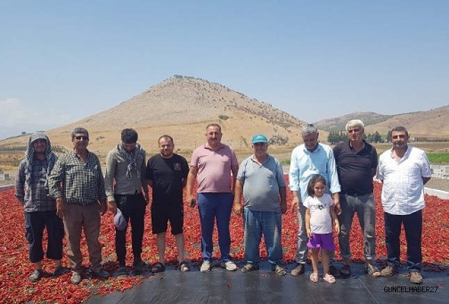 Tescilli İslahiye Kırmızıbiberi Destek Bekliyor!